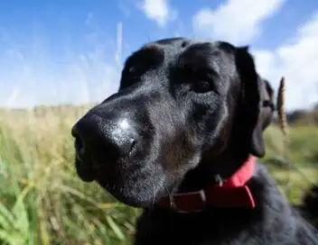 Alaska : seuls au monde - Saison 10 - Le show des chiens – affiche