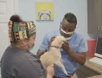 Critter Fixers : Vétos de choc - Saison 4 - Perle rare – affiche
