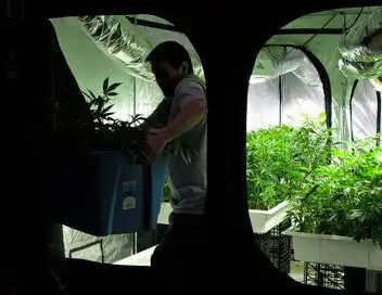 American Weed - La ruée verte – affiche