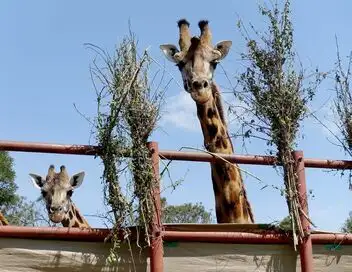 Kenya, des girafes pour la paix – affiche