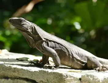 Petites bêtes, grands talents - Saison 1 - Raptor médiéval – affiche
