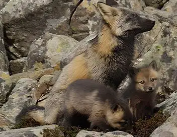La vie secrète des renards – affiche