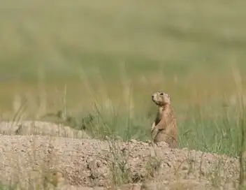 La dynastie des chiens de prairie - Saison 1 - Course contre la montre – affiche