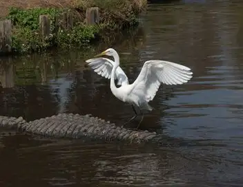 Les mystères de la nature - Saison 1 - Gardes du corps pour alligators – affiche