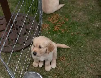 A l'école des chiens guides - Saison 1 – affiche