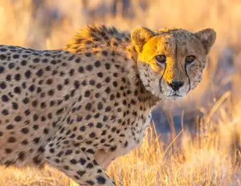 Les mystères de la nature - Saison 1 - Guépard épatant – affiche