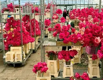 L'ivresse des fleurs – affiche