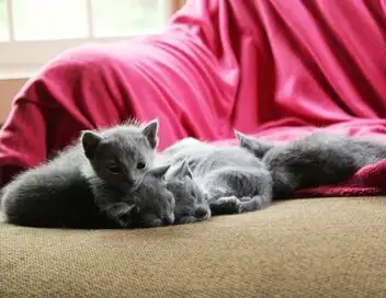 Too Cute - Caniches, bassets et bull terriers – affiche