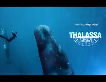 Thalassa, aventures extrêmes - Saison 1 - Le monde secret des cachalots – affiche