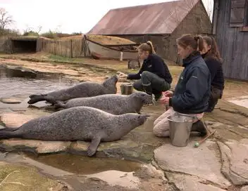 100 jours avec les animaux du zoo - 100 jours avec les animaux de Cerza – affiche