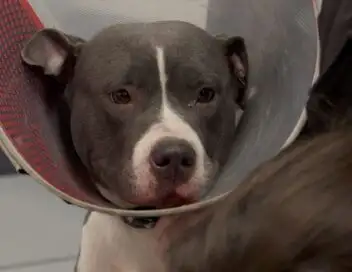 Chiens et chats sans collier - Faits l'un pour l'autre – affiche