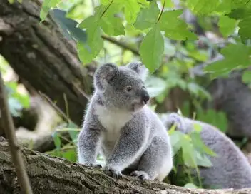 Australie : urgences faune sauvage - Saison 3 - Un épineux problème – affiche