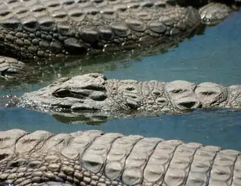 Okavango : mission crocodiles – affiche