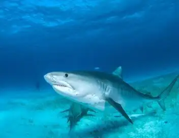 Les mystères de la nature - Saison 1 - Requin câlin – affiche