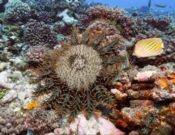 Un écrin de nature - Saison 1 - L'île de Moorea – affiche