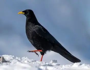 Les mystères de la nature - Saison 1 - Corbeau en snowboard – affiche