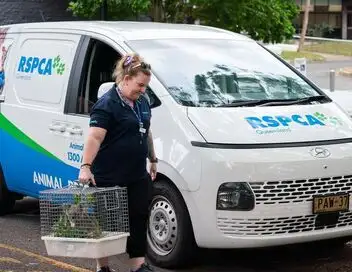 Australie : urgences faune sauvage - Saison 3 - Personne n'aime le dentiste – affiche
