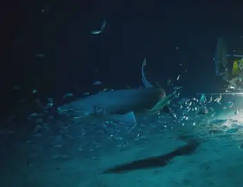 OceanXplorers - Saison 1 - Jurassic Shark – affiche