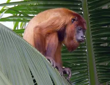 Canopée guyanaise : les aventures d'un singe-écureuil – affiche