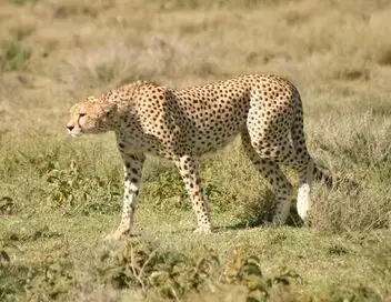 La reine du Serengeti – affiche