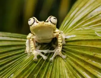 Bonnes nouvelles de la planète - Valoriser la protection de la nature – affiche