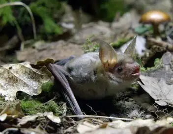 Le monde fabuleux des chauves-souris – affiche