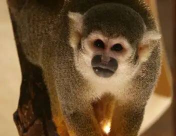 Une saison au zoo - Saison 10 – affiche