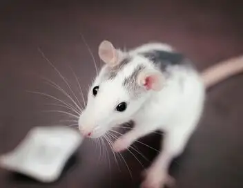 Les mystères de la nature - Saison 1 - Rats rigolards – affiche