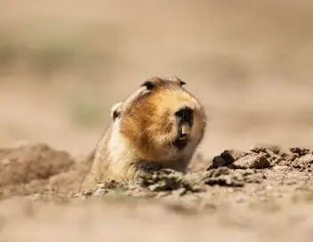 Petites bêtes, grands talents - Saison 1 - Hamster de l'enfer – affiche