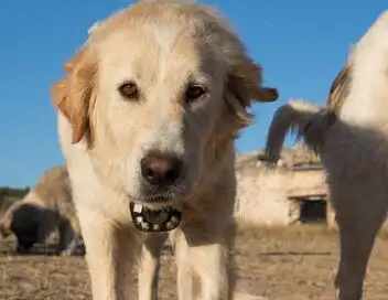 Caméra à la patte - Saison 1 - Ours bruns, raies et chiens de berger – affiche
