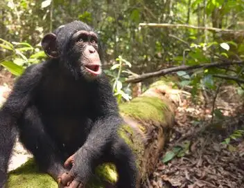 A l'école des chimpanzés - Saison 1 - La saison des changements – affiche
