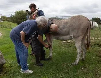 L'incroyable Dr Pol - Saison 12 - Chiots devant ! – affiche