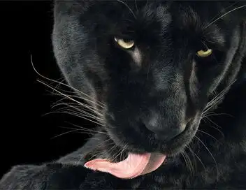 Bestialement photogénique - Tim Flach – affiche