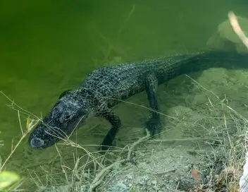 Habitations en péril - Saison 6 - Aide aux alligators – affiche