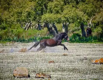 La harde sauvage : Libres chevaux de Sardaigne – affiche