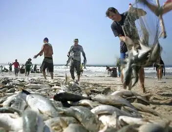 Brésil, une vie de pêcheurs – affiche