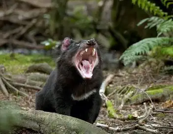 La Tasmanie sauvage - Au royaume des wombats – affiche
