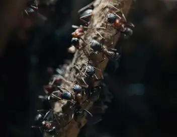 Les fourmis – affiche