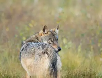 Une année parmi les loups – affiche