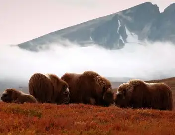 Les animaux sauvages d'Europe - Saison 1 - Le lynx – affiche