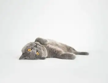 Hell's Cats - Saison 6 - Activités paranormales – affiche