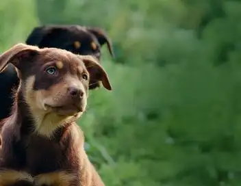 Chiens de berger : l'art de diriger - Saison 1 – affiche