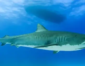 Thalassa, aventures extrêmes - Saison 2 - Bahamas, le royaume des requins – affiche