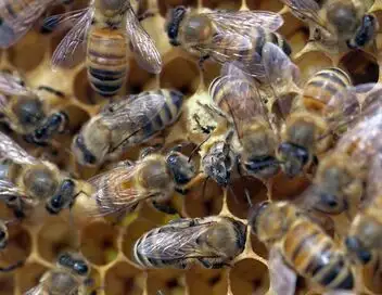 Les maîtres des abeilles - Saison 1 - Rosenfeld, un paradis pour les abeilles – affiche