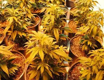 American Weed - Saison 2 - Résultat des votes – affiche