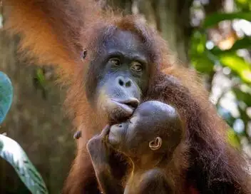 Orangs-outans : nos frères de la forêt - Protéger le plus rare des primates – affiche
