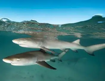 Objectif Wild - Face à face avec les requins – affiche
