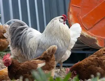 Super poulet – affiche