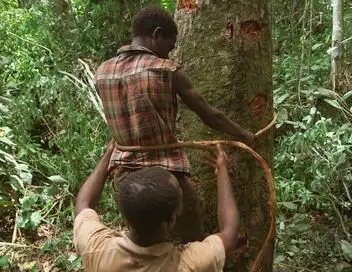 Les maîtres des abeilles - Saison 1 - Cameroun, le miel sacré du peuple Baka – affiche