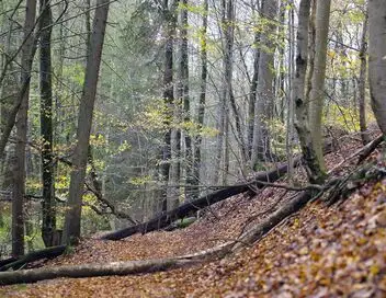 Les promesses de la terre - Saison 1 - S'allier à la forêt – affiche